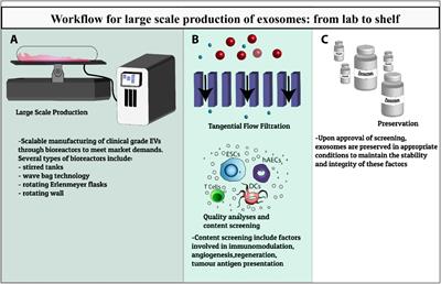 To Protect and to Preserve: Novel Preservation Strategies for Extracellular Vesicles